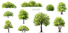 Vector Watercolor Green Tree Side View Isolated For Landscape And Architecture Drawing, Elements For Environment And Garden,botanical Elements For Section In Spring 