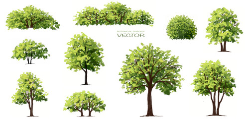 Vector watercolor green tree side view isolated for landscape and architecture drawing, elements for environment and garden,botanical elements for section in spring 