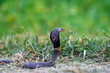 Monocled cobra ,A very poisonous and dangerous snake.