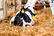 Close cute young calf lies in straw. calf lying in straw inside dairy farm in the barn. New born calf resting on straw bed