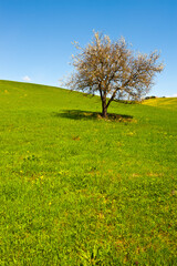 Wall Mural - Flowering Tree