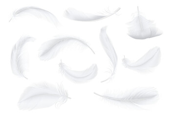 plumage of birds, goose or chicken, realistic illustration collection. isolated flying soft and pure