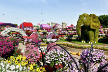 Dubai Miracle Garden Is  World's Largest Natural Flower Garden,  150 Million Flowers Of Different Varieties And Is The Top Tourist, Unique Display And Extravagant Outdoor Recreational Destination