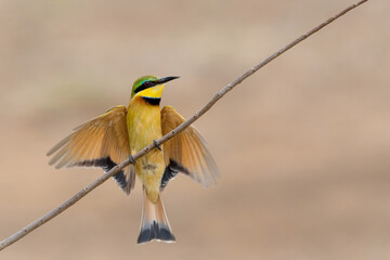 Wall Mural - Little bee-eater (merops pusillus)  flying in Kruger national park in South Africa          