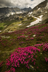 Rhododendron flowers in mountains area, in background and around