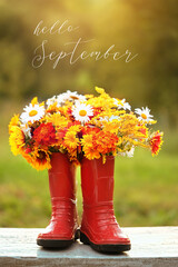 Hello September. Red rubber boots with bright flowers bouquet in garden, natural abstract background. September month calendar concept, autumn season beginning. rustic composition with flowers.
