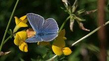 Common Blue Butterfly (Polyommatus Icarus) Male Feeding On Bird's-foot Trefoil (Lotus Corniculatus) And Almost Falling Off Before Flying Away. [Slow Motion X5]