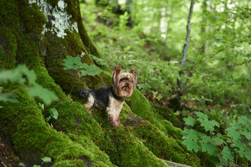 Wall Mural - dog on moss in a green forest. Yorkshire terrier in greenery. Little pet in nature