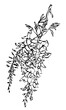 © Volha - Wisteria Flowers hand drawing line art