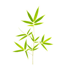 Wall Mural - green bamboo leaves isolated on white background