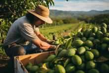 Farmer Picking Up Avocados In A Field. Harvesting And Agricultural Concept