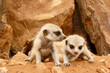 meerkat babies, suricat suricatta, close together looking curiously