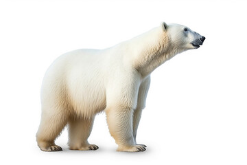 polar bear isolated on white background .generative ai.