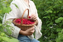 Woman holding wicker basket with ripe raspberries outdoors, closeup. Space for text