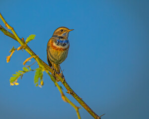 Wall Mural - A Blue Throat bird