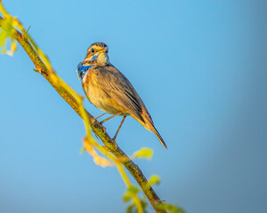 Wall Mural - A Blue throat bird l