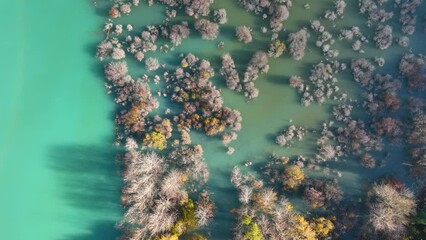 Wall Mural - aerial view. fall forest in turquoise water. natural scenery in fall time. mountain lake and trees. 