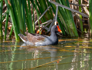 Canvas Print - Common Gallinule in a Texas Marsh