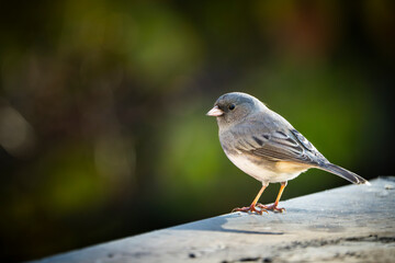 Wall Mural - Perched dark-eyed-junco with an autumn color background.