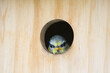 Cute blue tit chick in birdhouse is looking out