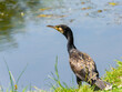 Great Cormorant stands on the side of the water in the grass waiting for prey.