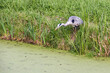 Great Blue Heron stands focused on the side of a ditch in the grass waiting for prey