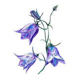 Fototapeta Motyle - Watercolor blue bells. Meadow flowers botanical illustration isolated on white background. Greeting cards, wedding invitations, summer flyers, covers.