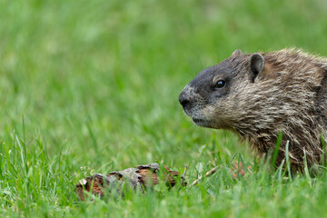 marmot