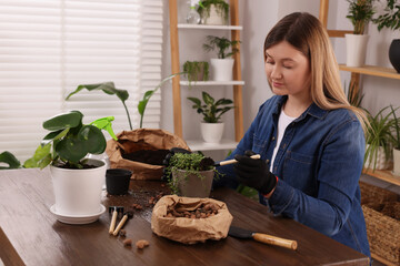 Poster - Woman transplanting houseplant at wooden table indoors