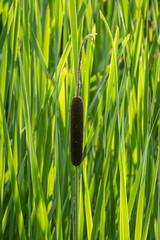 Wall Mural - Reed seeds on stem and green leaves.