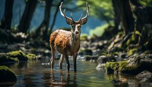 A Deer In The River