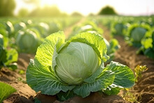 Close-up Of Ripe Cabbage In The Field