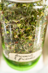 Sticker - Growing sprouts in a jar