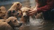 a person petting a group of dogs in water