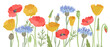 red poppy, golden Eschscholzia and blue cornflower field flowers, vector drawing wild plants at white background, hand drawn botanical illustration