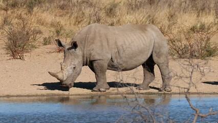 Poster - An endangered white rhinoceros (Ceratotherium simum) at a waterhole, South Africa