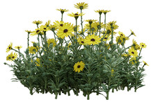 Yellow Daisy Flowers Tree With Isolated On Transparent Background. PNG File, 3D Rendering Illustration, Clip Art And Cut Out
