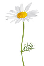 Chamomile Flower Isolated On White Or Transparent Background. Camomile Medicinal Plant, Herbal Medicine. One Single Chamomile Flower With Green Stem And Leaves.