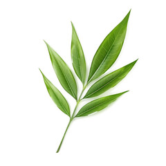  Bamboo Leaf, isolated on transparent background, PNG