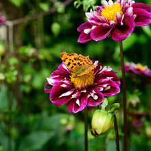 Comma Butterfly(Polygonia C-album) On Dahlia (Dahlia Pinnata Cav.) And Bicolour Leaves Of Red And White With Closed Bud And Lush Green Out Of Focus Background Square Format