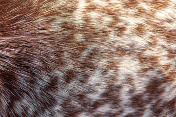 beautiful spotted fur close-up. texture of brown animal wool. dog fur.
