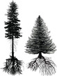 two firs with black roots isolated on white