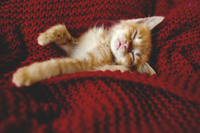 A Small Sleepy Kitten Lies On His Back On A Red Knitted Blanket And Shows His Paws, The Ginger Cat Smiles In His Sleep