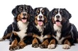 Bernese Mountain Dog Family Foursome Dogs Sitting On A White Background