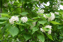 Thyrsoid Panicles Of White Flowers In The Leafage Of Catalpa Tree In June