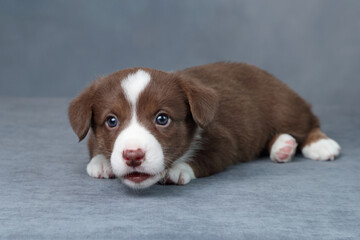 Wall Mural - Cute little welsh corgi cardigan puppy. Funny red puppy