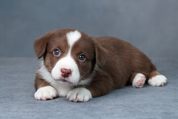 Wall Mural - Cute little welsh corgi cardigan puppy. Funny red puppy