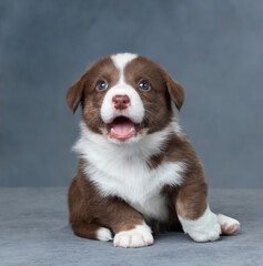 Wall Mural - Cute little welsh corgi cardigan puppy. Funny red puppy