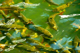 Fototapeta  - Lots of fish swim in the water. A flock of large fish teems in the pond.
