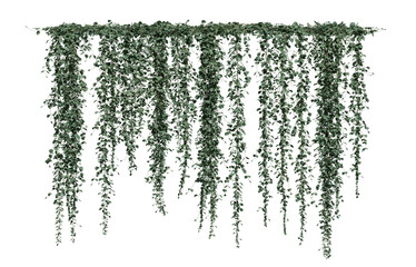 Wall Mural - Ivy Dichondra Microcalyx on a transparent background